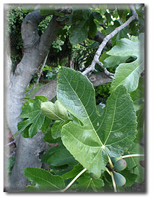 Black Mission Fig Tree